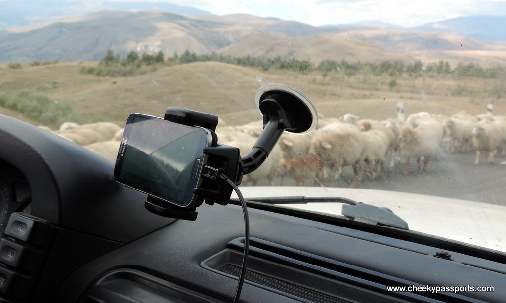 view through car windscreen showing sheep on the highway, whilst planning a road trip
