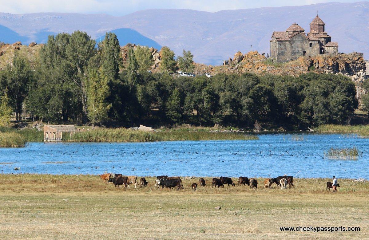 Cows graze in the fields near the lake with Hayravank monastery in the distance