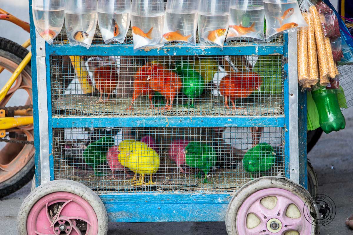 oddly painted chicks