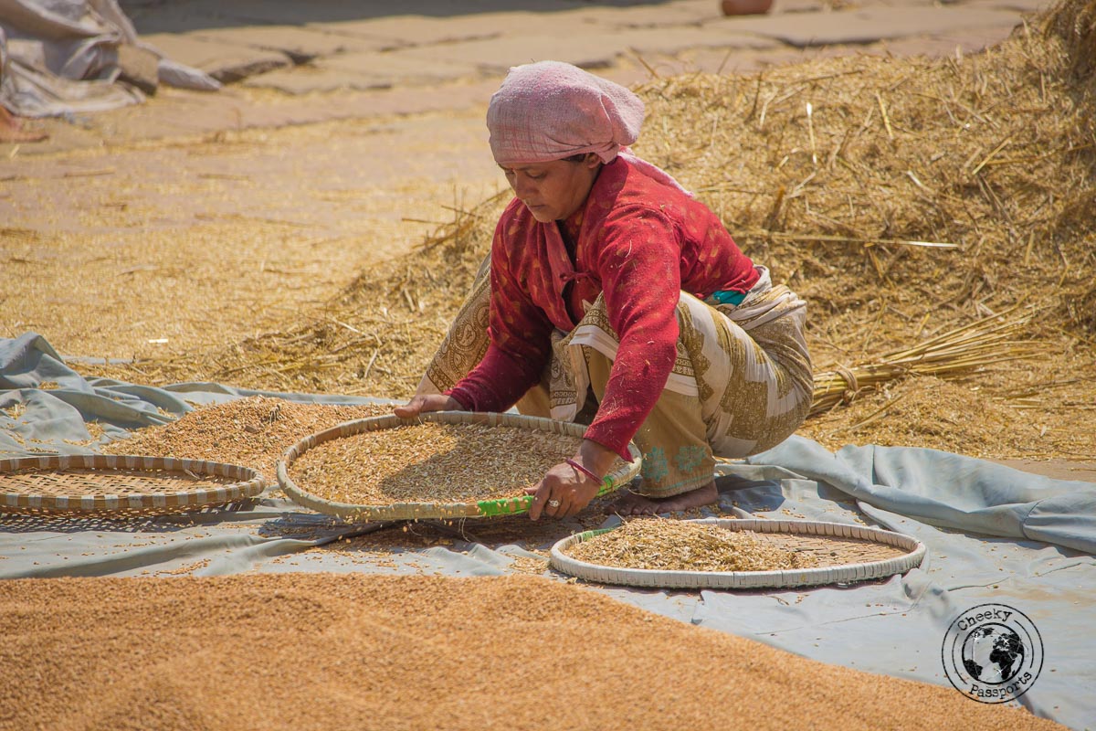 Aw woman preparing wheat at the Pottery Square at Bhaktapur Durbar Square