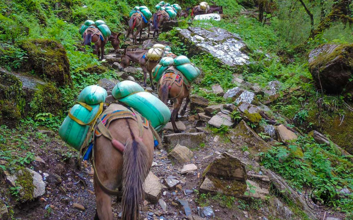 porter horses at the Poon hill trek, Pokhara