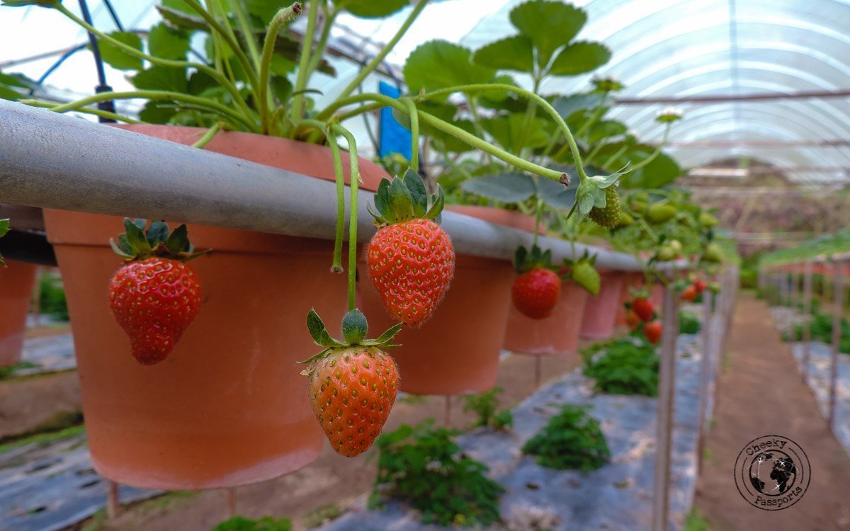 Strawberries at Cameron Highlands. Strawberry farms are popular places to visit in Cameron Highlands 