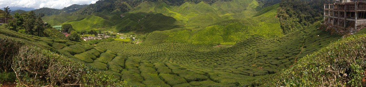 Tea Plantations are some of the most popular places to visit in Cameron Highlands