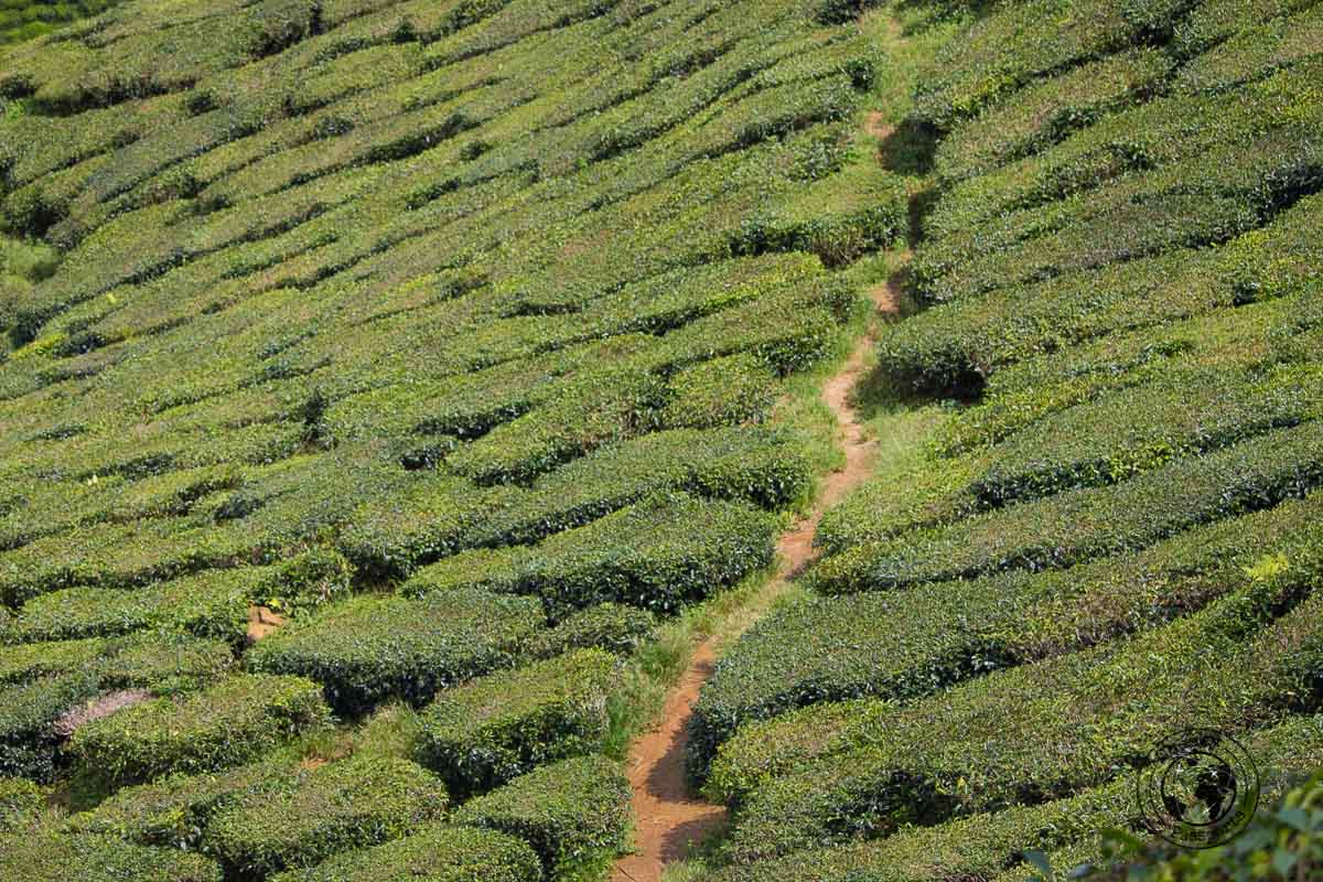 Tea Plantations in Cameron Highlands - Places to visit in Cameron Highlands on a Budget