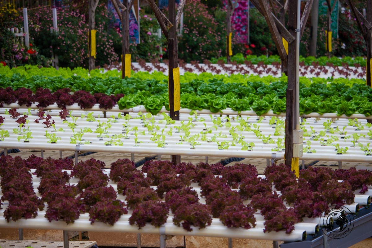 vegetable farms - Places to visit in Cameron Highlands 