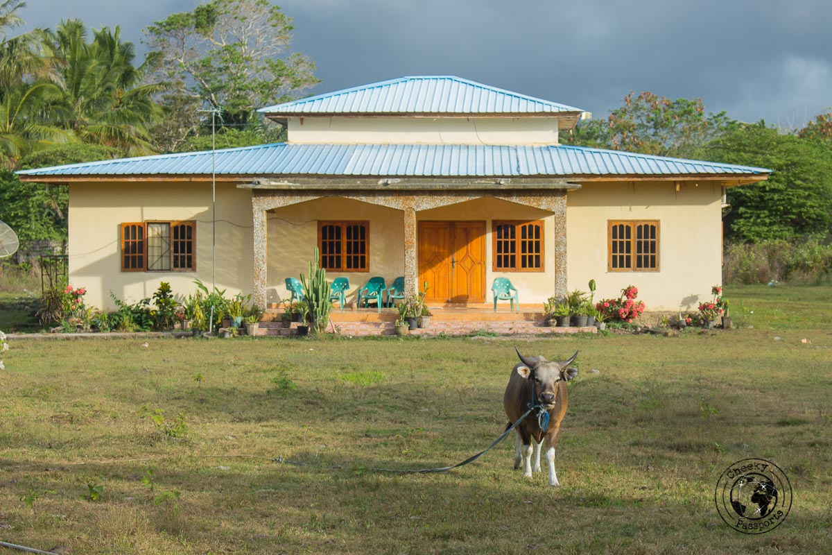 A house guarded by a cow in Los Palos - How to get to Jaco Island in Timor Leste – a guide