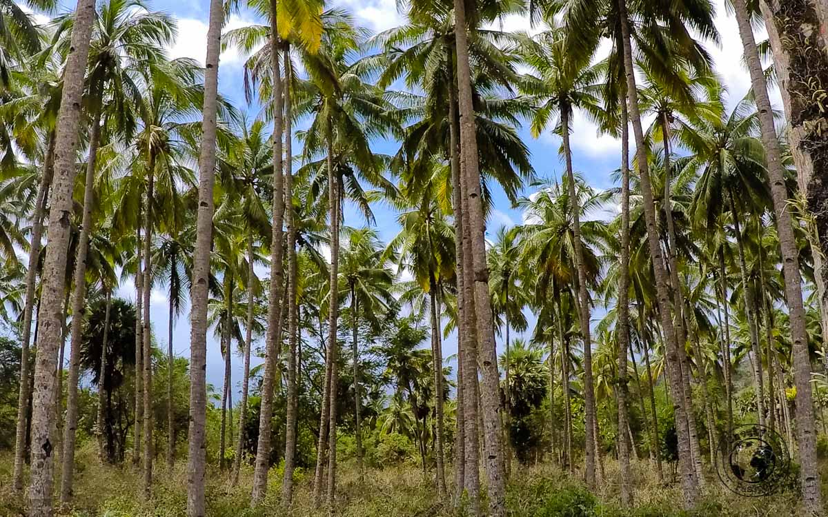 Palm trees on the way- How to get to Jaco Island in Timor Leste – a guide