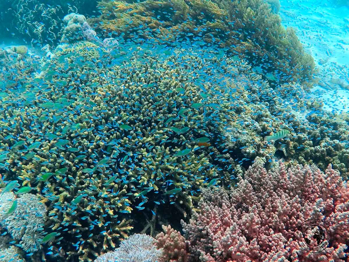 Underwater fun at Jaco Island - How to get to Jaco Island in Timor-Leste – a guide