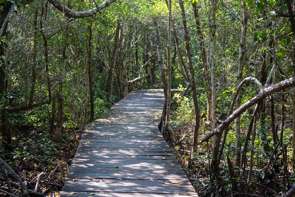 Mangrove forest - Karimunjawa Islands Travel Guide and Information