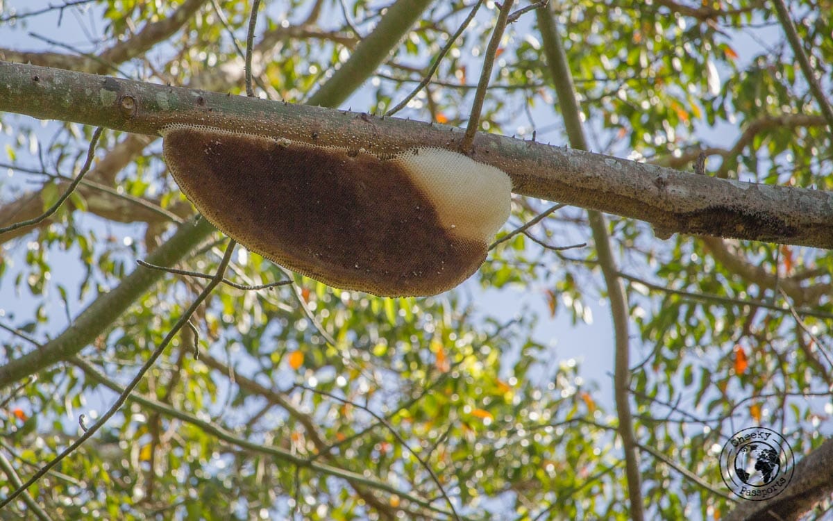 Harvesting of Honey in Soe, West Timor Indonesia