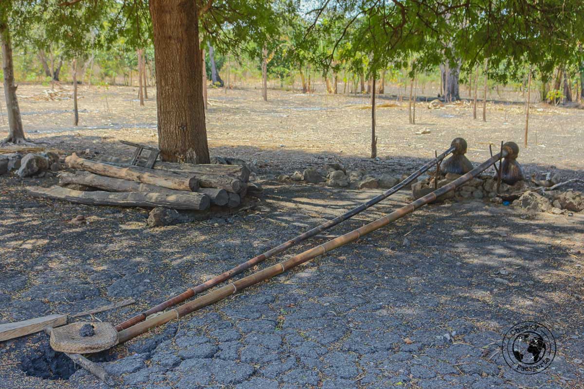 The local palm wine tasted whilst exploring west timor, indonesia
