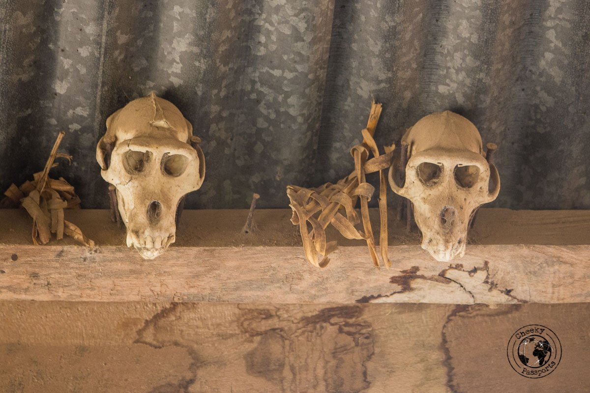 The skulls of thieving monkeys punished for their crimes