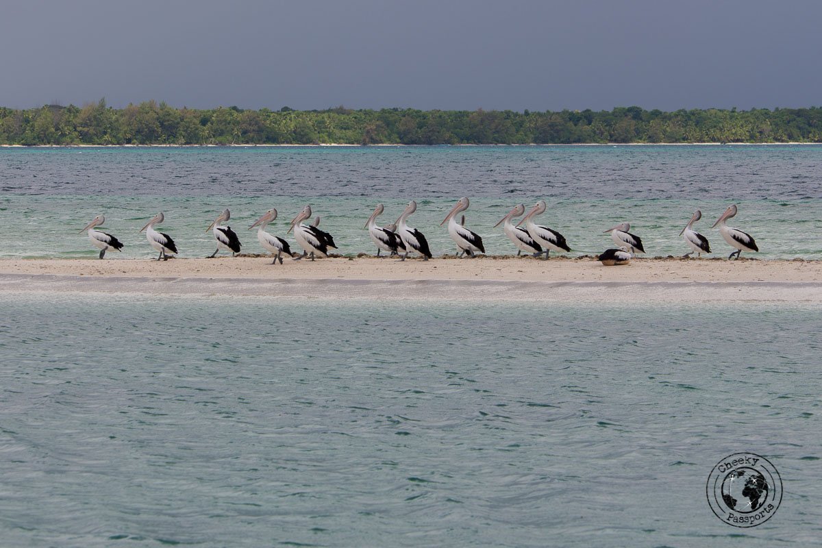 Pelikans enjoying the Ngurtafur Sandbar, whilst we were exploring the kei islands in the malukku