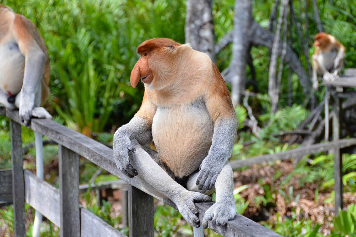 Proboscis monkey at the Ulu Temburong national park brunei - photo credit Pen_ash