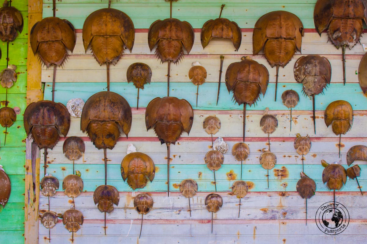 Remains of dried fish at Kampong Ayer - tourist spots in Brunei