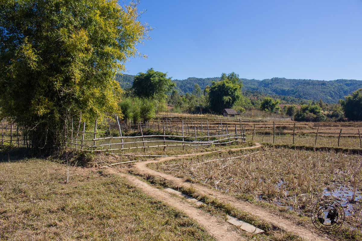 the lush surroundings on the way to site 3 - How to visit the Plain of Jars from Luang Prabang
