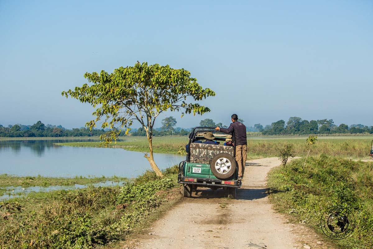 Kaziranga jeep safari - Kaziranga National Park Safari – Searching for the Greater One-Horned Rhino