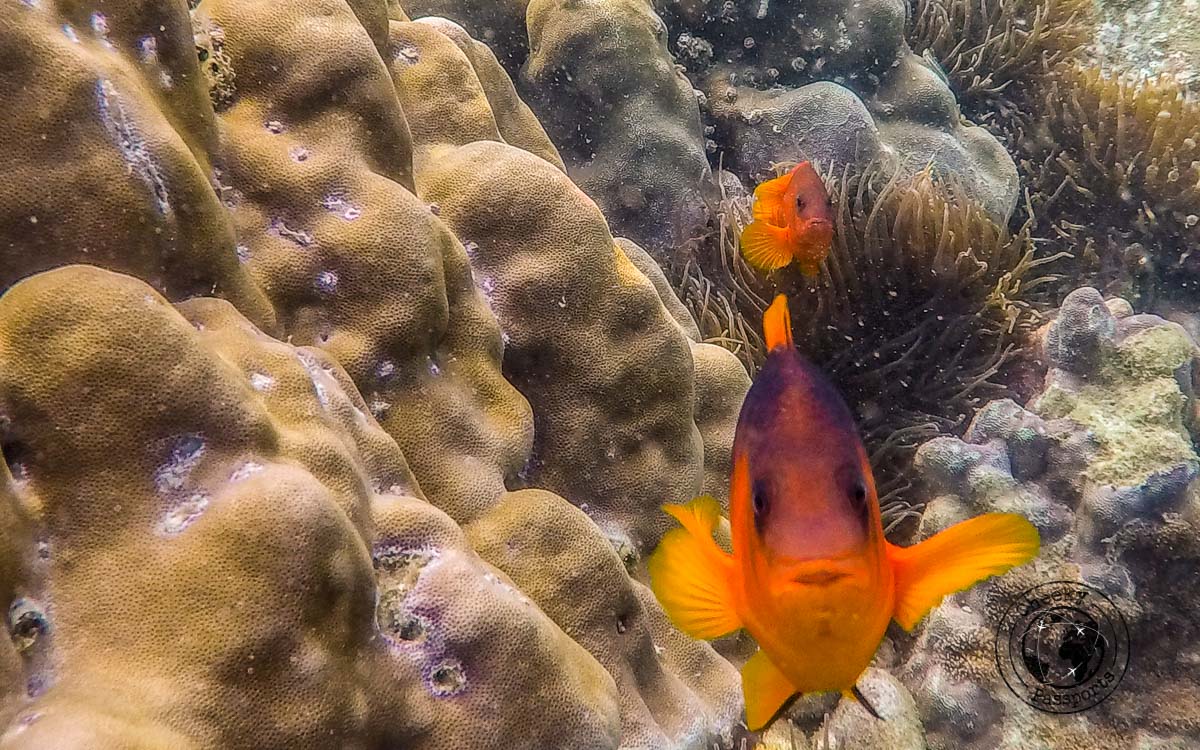 An angry clown fish in the mergui