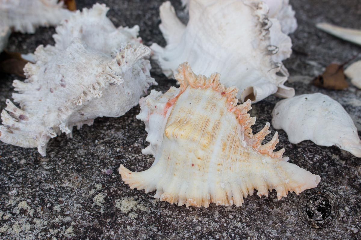 An array of seashells - Exploring the Spectacular Mergui Archipelago in Myanmar with Moby Dick Tours