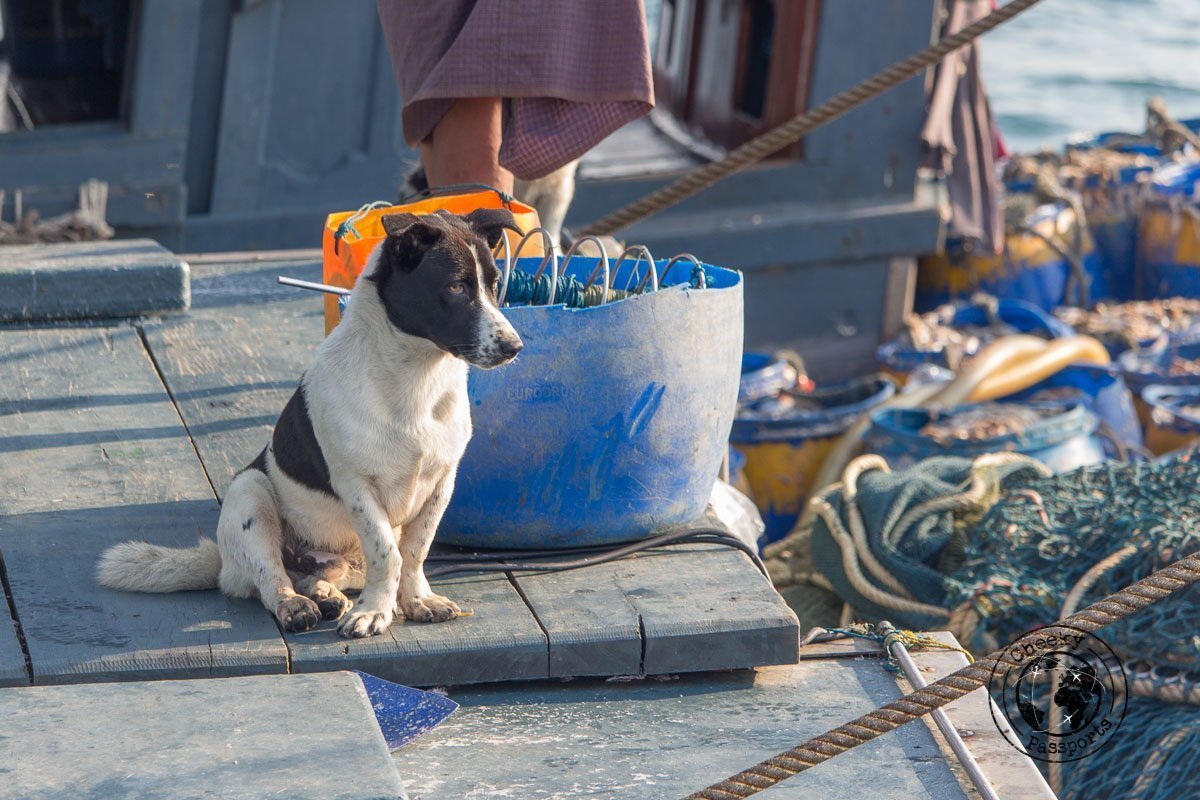 Dogs are thought to ‘see’ evil spirits - Exploring the Spectacular Mergui Archipelago in Myanmar with Moby Dick Tours