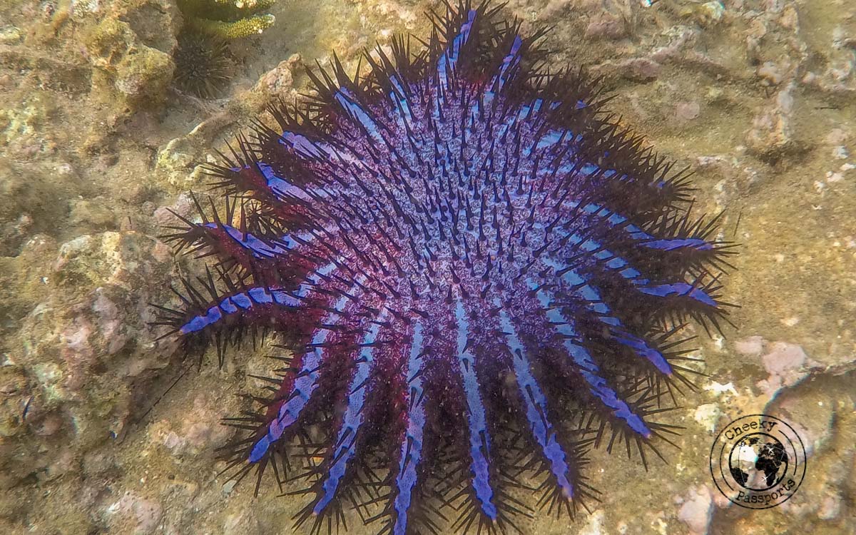 Sea Urchin in the Mergui - Untouched beaches of the Mergui Archipelago