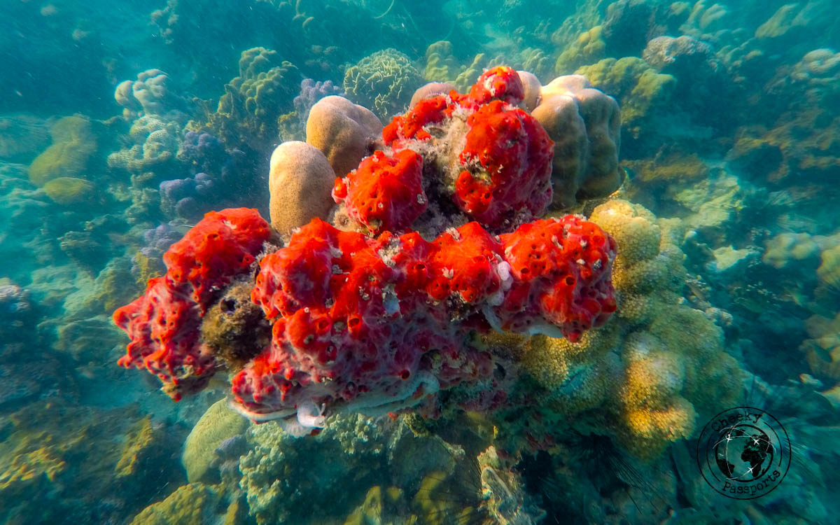 Snorkeling at the Mergui