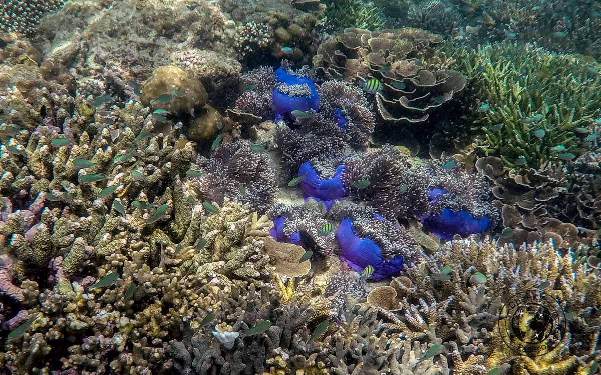 Underwater life at the mergui