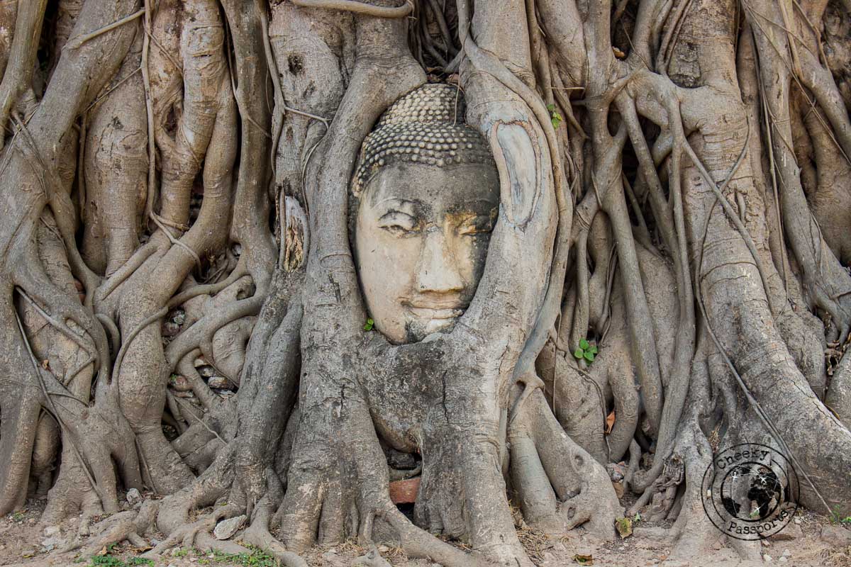 Buddha head in a tree at the Wat Mahathat is one of the most recognisable symbols of Ayutthaya, on your Bangkok Itinierary
