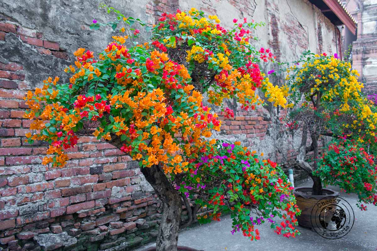 Colourful Flowers in Bangkok