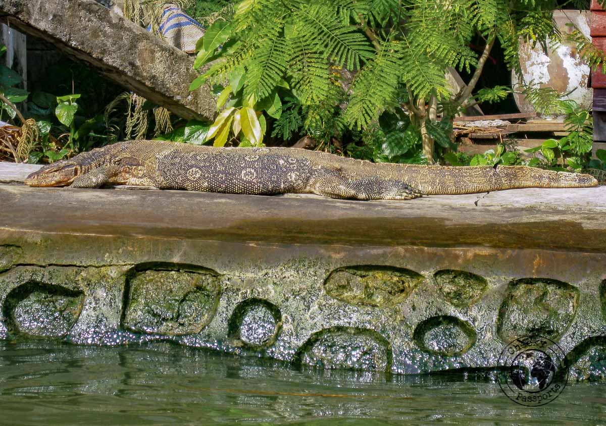 Mind Bangkok's monitor Lizards!