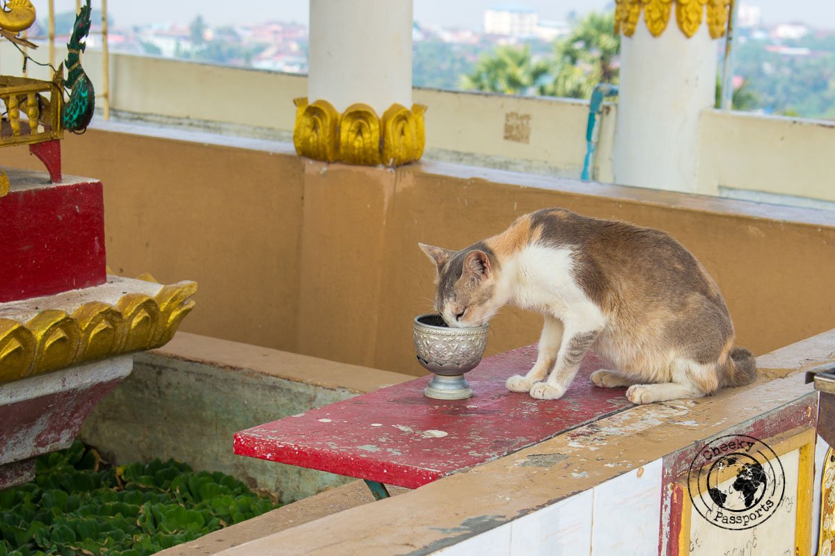 Cats enjoying myanmar's heritage