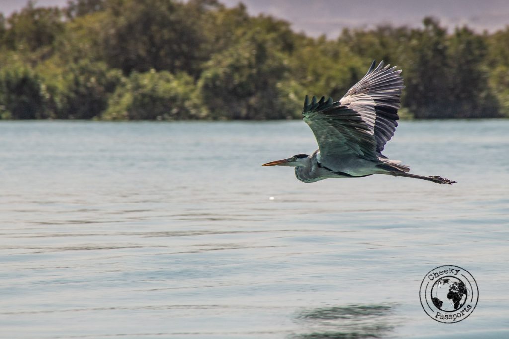 Bird life at the Hara Mangrove in Qeshm Island