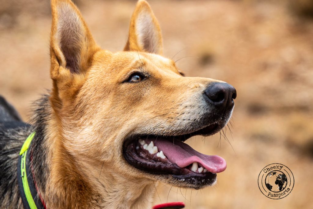 Nana, Afshar's dog in Ghalat